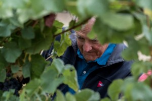 Ron Noble with grapevines