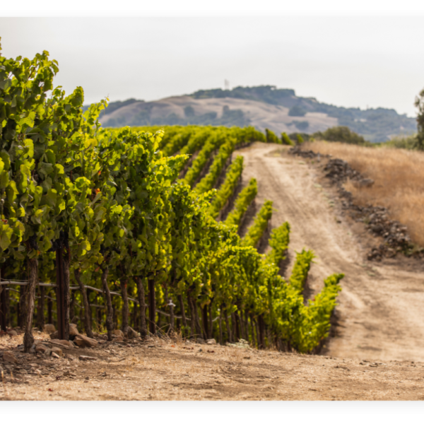 Gaps-Crown-Vineyard-3-Photo-Credit-Wildly-Simple